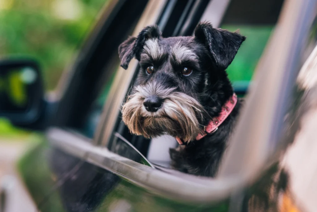 Miniature Schnauzers Dog Car Seat for Mercedes-Benz GLE