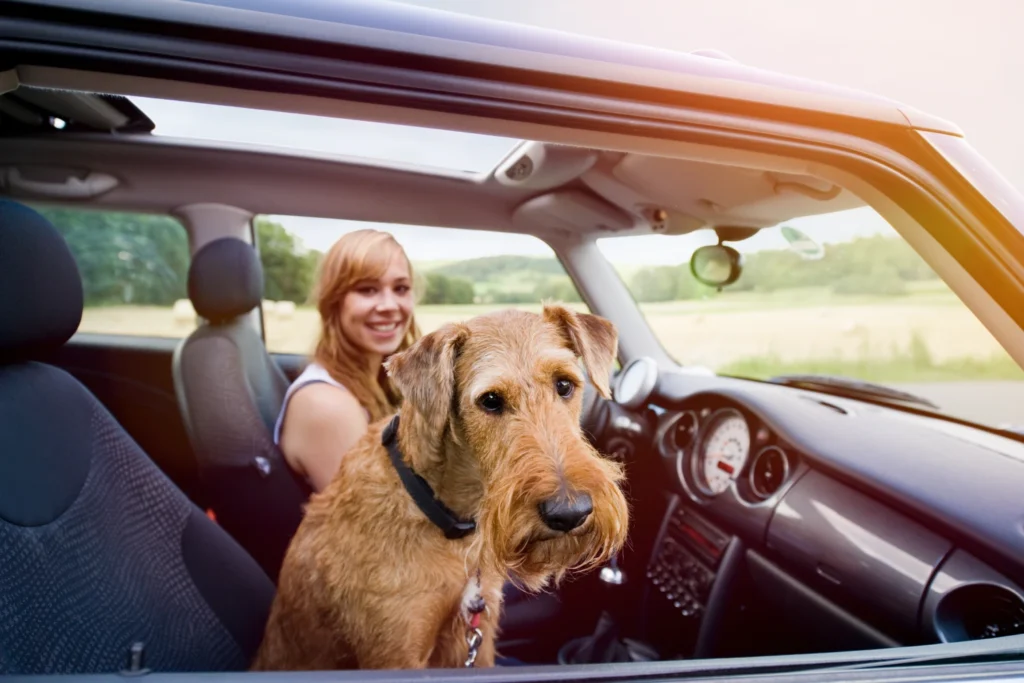 Irish Terriers Dog Car Seat for Subaru Outback