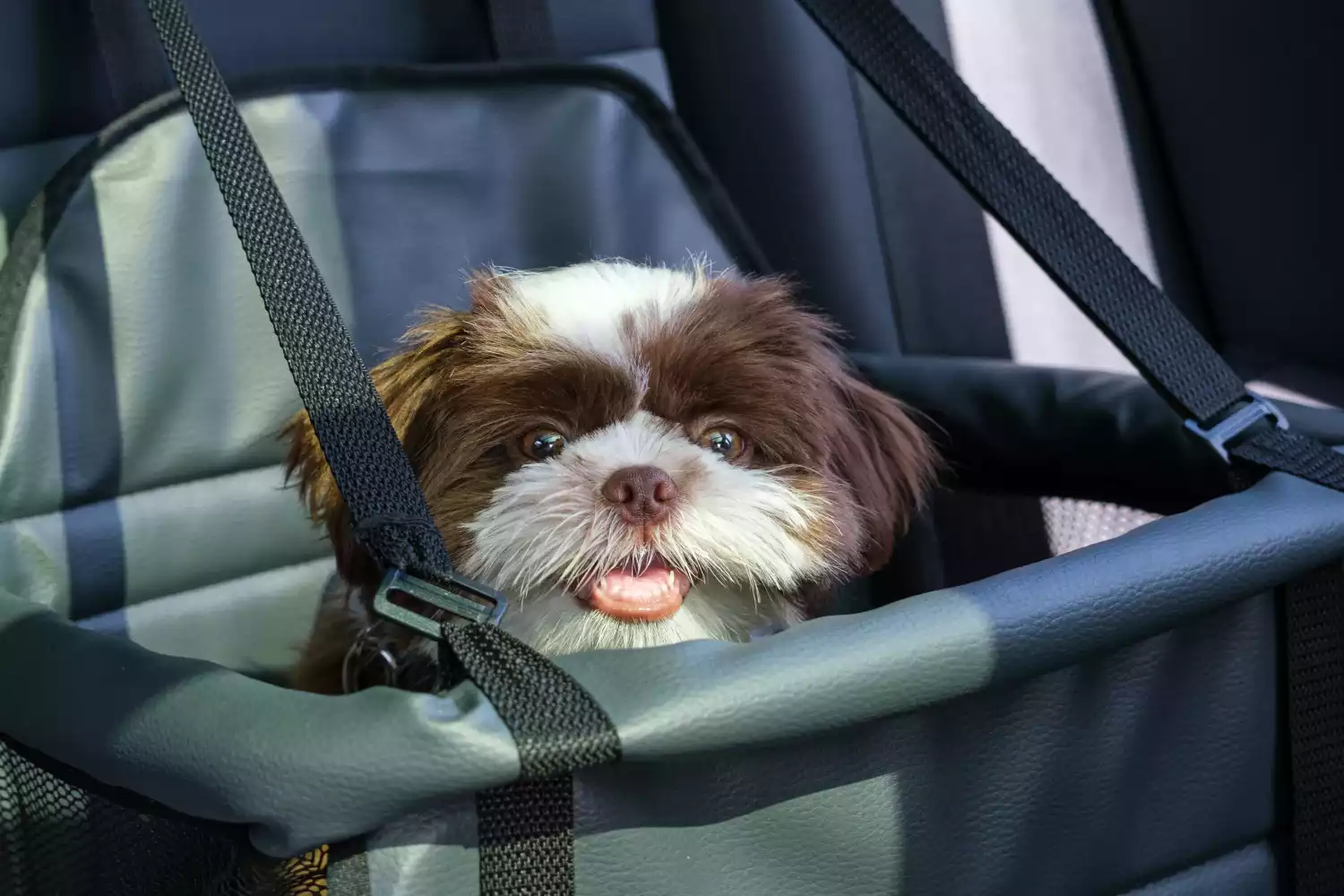 Tesla Model Y Dog Car Seat for Shih Tzu