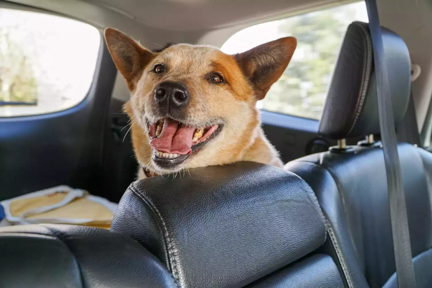 Ford F-Series Dog Safety Belt for Australian Cattle Dogs